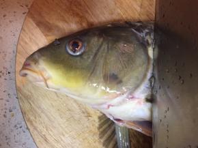 合适的位置剁鱼头