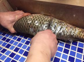 宰杀活鱼，去肚去腮去鱼鳞