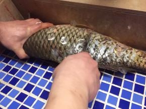 宰杀活鱼，去肚去腮去鱼鳞