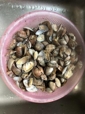 煮至花蛤开口立马关火，倒出花蛤过凉水降温。