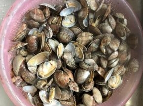 煮至花蛤开口立马关火，倒出花蛤过凉水降温。