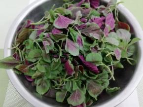 红苋菜去掉根部