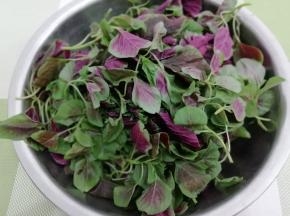 红苋菜去掉根部