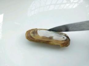 吐好泥沙的蛏子，拿一个过来，用刀在蛏子背部划一刀（烤的时候不会裂开，让蛏子肉烤老）
