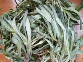 这就是采挖回来的面条菜。