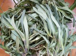 这就是采挖回来的面条菜。