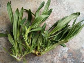 洗净来个特写。