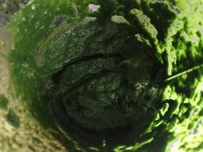 汆烫后放入料理机打成泥