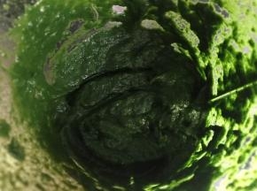 汆烫后放入料理机打成泥