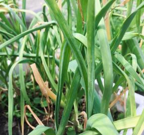 这是家里自己栽的绿色红头香蒜苗，鲜摘了一把！看起不咋样味道很香，