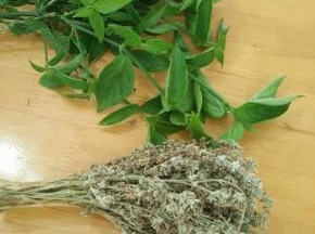 这就是染色草，具体叫什么，问了卖的阿婆也说不出来，哈哈！绿色的是红色的染色草，晒干的花花是黄色的，闻起来很香。