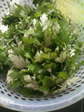 艾叶捡去老叶，冲洗干净。