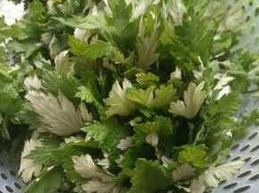 艾叶捡去老叶，冲洗干净。