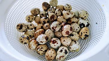 熟透的鹌鹑蛋放入筛子里，用凉水冲凉，然后轻轻晃动，让蛋皮破裂。