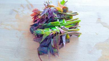 香椿芽切掉老头。