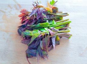 香椿芽切掉老头。