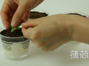 最后放入薄荷点缀一下。