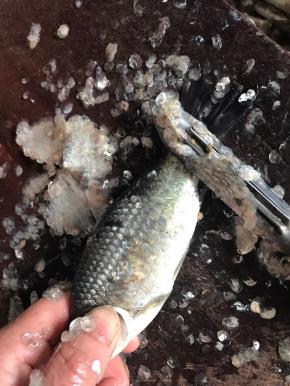 先将鱼鳞刮干净，再冲洗干净，沥水