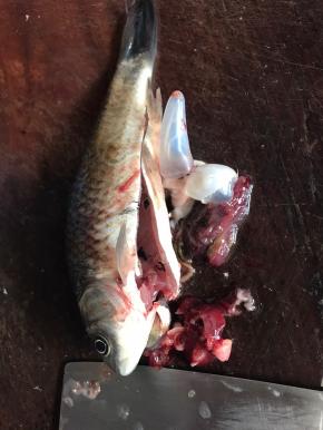 再将鱼内脏清理干净