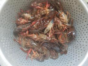 所有的小龙虾用刷子清洗干净后，再在水中放陈醋，清洗几遍。