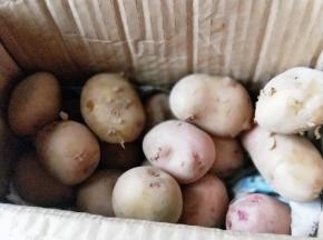 朋友邮寄来的一箱小土豆。
