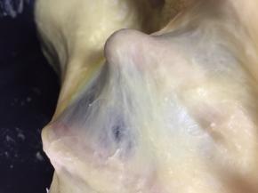 第二次和面程序结束，面团已经达到扩展阶段，可以拉出手膜状态