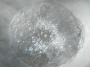 锅里清水烧开。