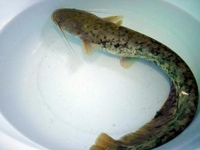 野生鲶鱼一条。