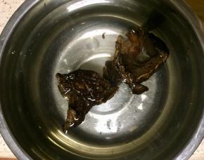 熊掌菌提前洗净用温水泡发