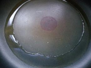 锅烧热后，下入20克花生油。