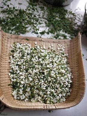 市场买来新鲜槐花15斤，摘去老叶硬枝。 ～大工程啊( •̀∀•́ )