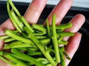 水开先放入番薯梗