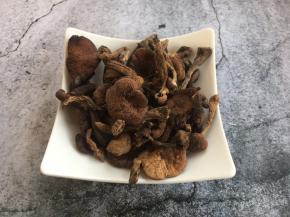 榛蘑是白蘑科食用真菌。野生榛蘑是中国东北特有的山珍之一，是极少数不能人工培育的食用菌之一。