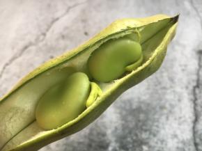 春天正是蚕豆上市的季节，趁着新鲜买来尝一尝，将蚕豆夹掰开，新鲜的蚕豆就在蚕豆夹里。