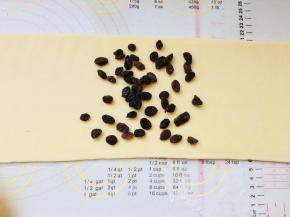 将面团从冰箱取出，擀长。修边。在面片中间的三分之一处。放置提前泡过的葡萄干。