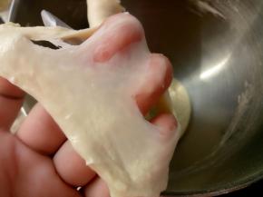 把主面团除黄油和盐以外的其它材料与中种面团（中种面团用刮片切成小块）一起放入厨师机里揉。大概10分钟左右，可以拉出这样的膜。这时就可以放入盐和软化好的黄油了，继续揉。