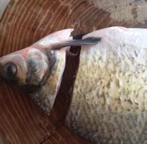 剪掉鱼旗，鱼头上的旗不要剪掉，切掉鱼头