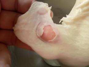 把主面团除黄油和盐以外的其它材料与中种面团（中种面团用刮片切成小块）一起放入厨师机里揉。大概8-10分钟左右，可以拉出这样的膜。这时就可以放入盐和软化好的黄油了，继续揉。