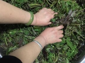 用手使劲儿的揉搓，把香椿芽揉透，变蔫儿。（记得要先把手清洗干净再动手揉哦。）