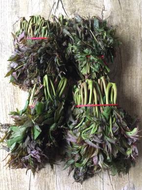 这就是我在乡下老家掰的嫩嫩的香椿芽。