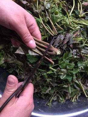 用剪刀把香椿芽根部有点儿老的部分剪掉。