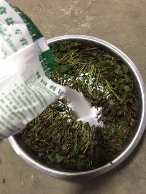 把盐均匀的撒在处理好的香椿芽上。