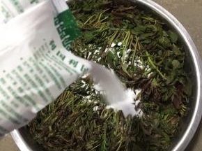 把盐均匀的撒在处理好的香椿芽上。