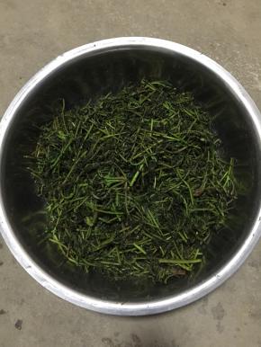 揉好后腌制一个小时，让香椿芽充分的入味儿。