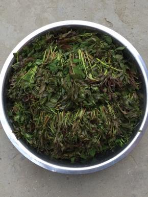 依次把所有的香椿芽剪完。