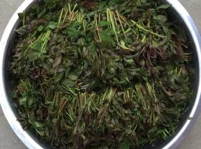 依次把所有的香椿芽剪完。