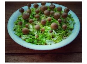 想要春回大地，万物复苏的效果，在肉饼上加上生菜碎