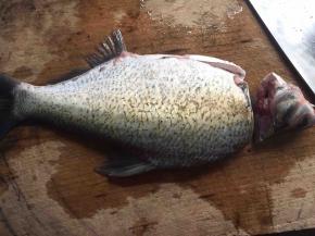 先沿着头的根部用刀吧头和身体一分为二