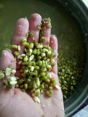 接下来开始伟大的去皮工程，泡软的绿豆抓一把在手里，两只手一起搓搓搓绿豆皮就会跟着下来了（可以搓到你怀疑人生，所以不要像我手欠，乖乖买去皮绿豆吧）