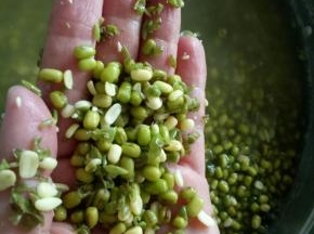 接下来开始伟大的去皮工程，泡软的绿豆抓一把在手里，两只手一起搓搓搓绿豆皮就会跟着下来了（可以搓到你怀疑人生，所以不要像我手欠，乖乖买去皮绿豆吧）